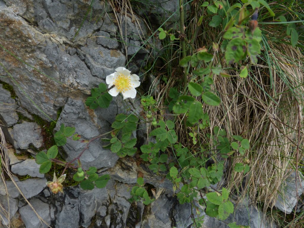 Rosa arvensis Huds. / Rosa cavallina